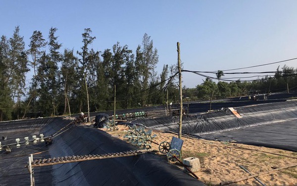 Quang Nam – Shrimp farming has never been so lossy