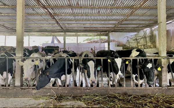 Raising dairy cows, Moc Chau people “squeeze” billions of dollars every year