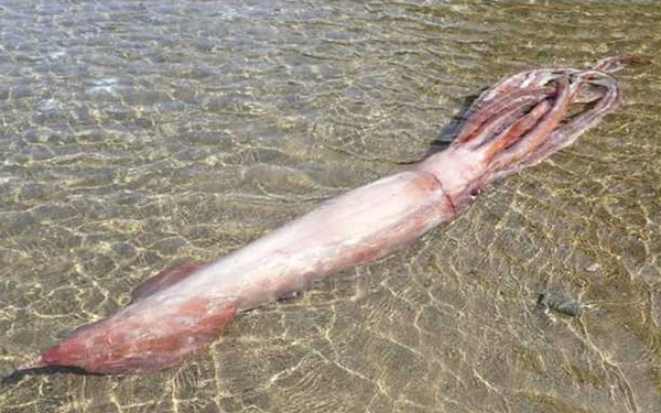 3m-long king squid washed ashore, Japanese experts are afraid of tsunamis