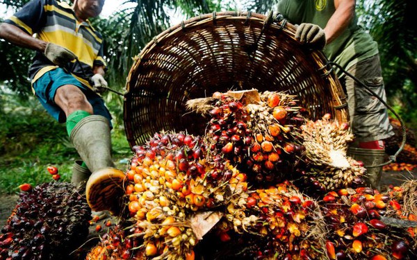 An Asian country has officially stopped exporting palm oil, the inflation crisis is getting worse