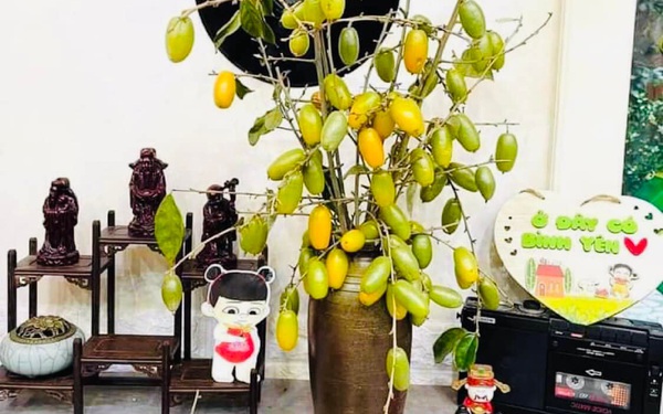 Unique fruit tree, just to decorate the house while waiting for the fruit to ripen, makes many Ha Thanh sisters love it