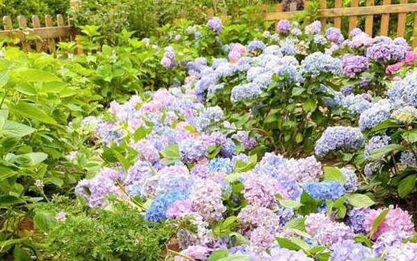 The garden of the house, well taken care of by two grandparents, is full of beautiful blooming hydrangeas like a fairyland