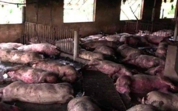 Sét đánh chết đàn lợn 299 con ở Thái Bình
