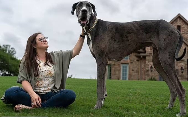 Bạn đã biết rằng chó cao nhất thế giới là loài Leonberger? Với chiều cao lên đến 80cm, chúng là những chú chó khổng lồ, tuy nhiên lại rất dễ thương và thân thiện. Xem thêm hình ảnh của chúng tôi để biết thêm chi tiết về loài chó cao nhất thế giới này.