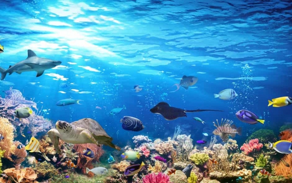 Interesting facts about the ocean you may not know