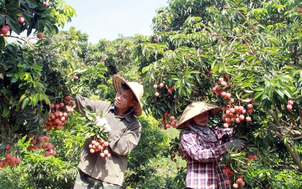 A Vietnamese fruit won big in Japan, Chinese traders flocked to buy it