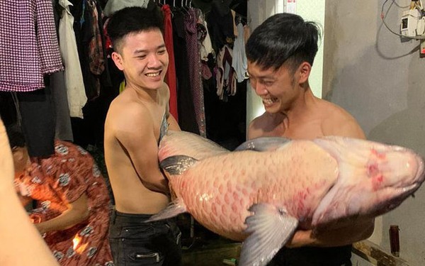People caught black carp weighing 53kg, more than 1m long in Thac Ba lake