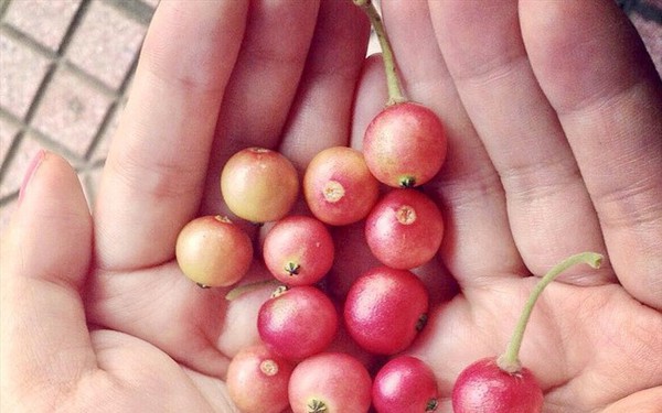 Không cần cherry, việt quất nhập khẩu đắt đỏ, ở Việt Nam có 1 loại quả rụng đầy gốc thay thế tốt, vừa sản xuất collagen lại phòng bệnh ung thư