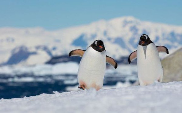 Bắc Cực và Nam Cực, nơi nào lạnh hơn?