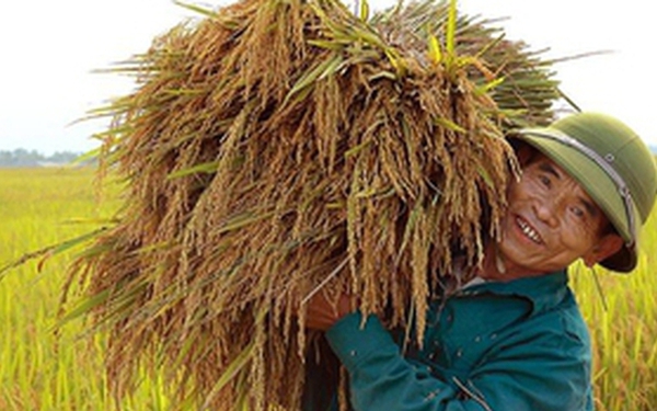 Trung ương yêu cầu mỗi năm sản xuất ít nhất 35 triệu tấn lúa để bảo đảm an ninh lương thực