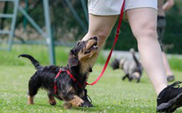 Nghề huấn luyện chó ở Trung Quốc: Lương tháng cả 100 triệu đồng