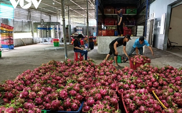 The price of dragon fruit increases but the gardener is still not happy
