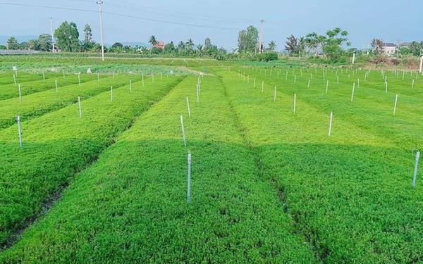 The journey of taming wild vegetables on saline land becomes a specialty of farmer 8X in Nghe An