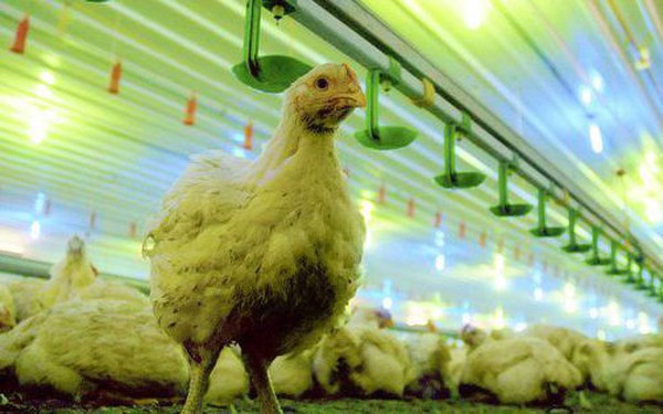 The “sunshine” chickens became a lifeline for all of humanity when people couldn’t afford pork and beef.