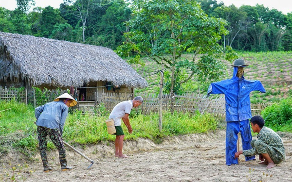 Bỏ việc lương 10 triệu, chàng trai về quê trồng rau, nuôi gà: Bình yên nhưng không dễ dàng