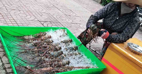 Tôm hùm được bày bán trên vỉa hè đường Phạm Văn Đồng (TP Thủ Đức) với giá chỉ từ 150.000 đồng/kg - Ảnh: N.TRÍ Tôm hùm được bày bán trên vỉa hè đường Phạm Văn Đồng (TP Thủ Đức) với giá chỉ từ 150.000 đồng/kg - Ảnh: N.TRÍ