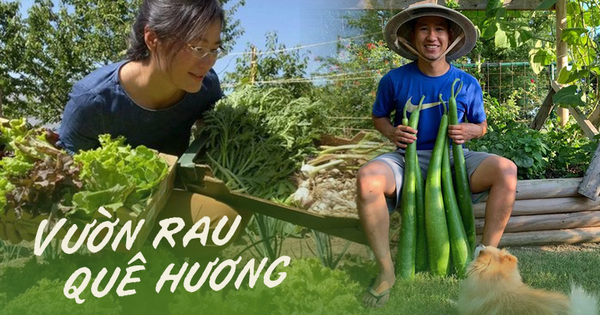Xuất ngoại trồng rau củ thuần Việt