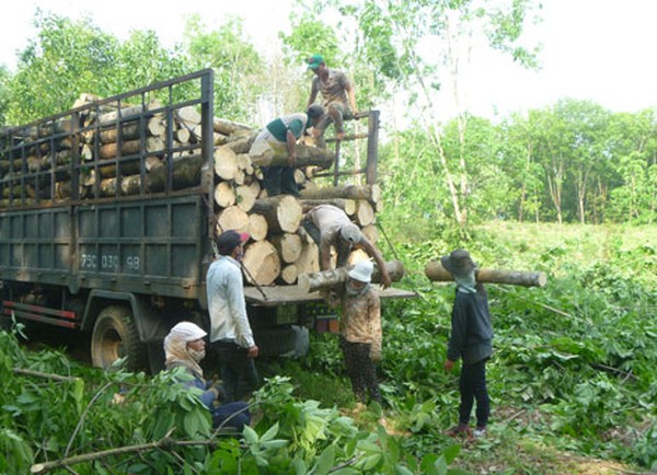 Nông dân chặt bỏ cây cao su vì giá mủ rớt thảm hại