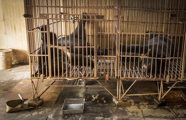 Báo Tây kể chuyện tiếp cận các trại nuôi gấu lấy mật ở Việt Nam