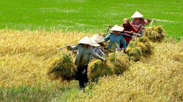 [Infographic] Nghịch lý hạt gạo: 70% lợi nhuận thuộc về thương lái, cò lúa và doanh nghiệp