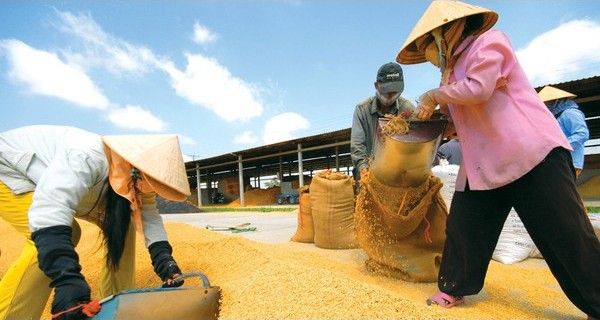 Tại sao Việt Nam và Thái Lan không thành lập một liên minh OPEC về lúa gạo?