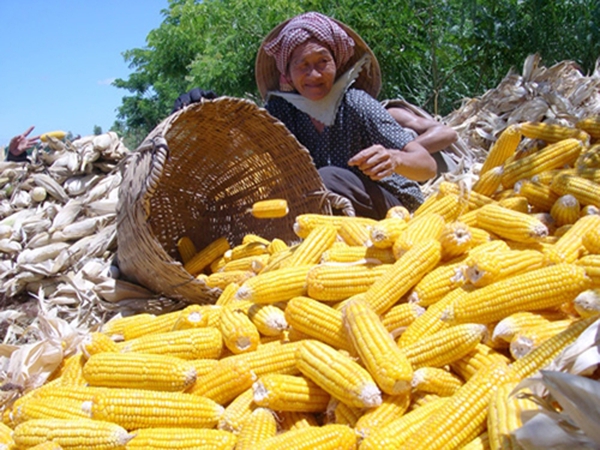 Việt Nam là quốc gia nông nghiệp, nhưng mỗi năm vẫn đang phải nhập 3 triệu tấn ngô