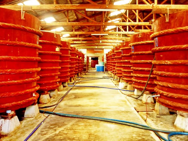 Kết quả hình ảnh cho nhà thùng sản xuất nước mắm phú quốc