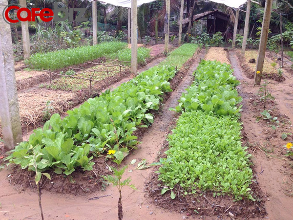 Người Sài Gòn có thể an tâm ăn rau hữu cơ xịn chuẩn Nhật Bản được trồng bởi những người nông dân Bến Tre