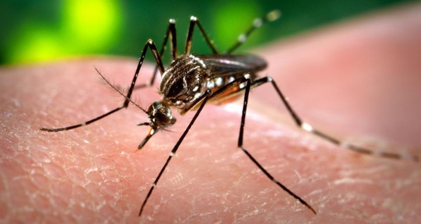 Nhìn lại cuộc chiến chống lại loài muỗi đầy cam go của nhân loại