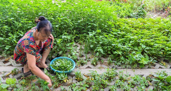 Kiểu trồng rau 'có một không hai' dọc con đường 6.000 tỷ ở Hà Nội