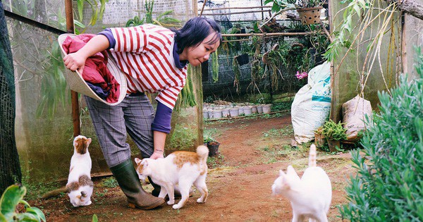 C&#244; thạc sĩ S&#224;i G&#242;n bỏ phố l&#234;n rừng, trồng hoa v&#224; sống trong ng&#244;i nh&#224; nhỏ với 5 ch&#250; m&#232;o ở Đ&#224; Lạt