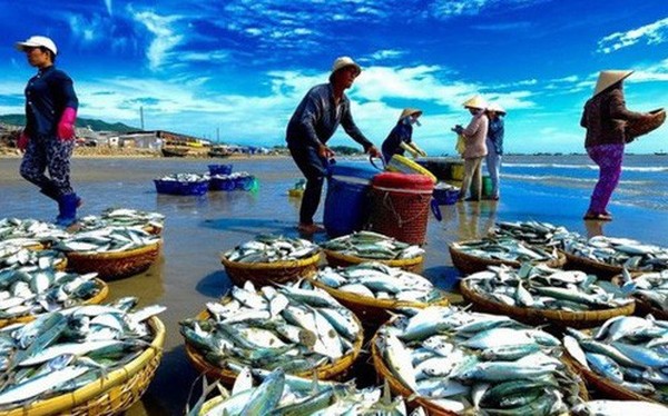 Financial Times: EU cho biết Việt Nam thể hiện nỗ lực chống đ&#225;nh bắt hải sản tr&#225;i ph&#233;p
