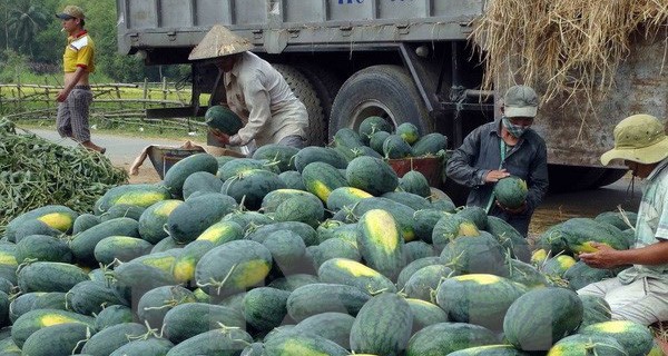 Doanh nghiệp Việt Nam-Trung Quốc ký hợp đồng thu mua dưa hấu 2018
