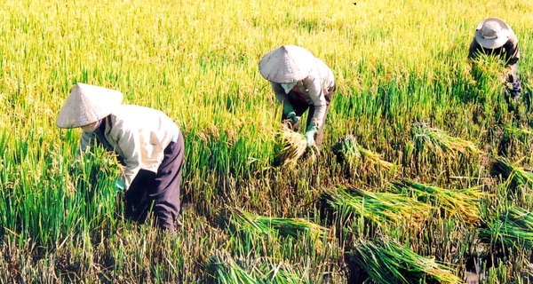 10 năm qua thu nhập của người nông dân trồng lúa Việt Nam đã giảm tới 7 ...