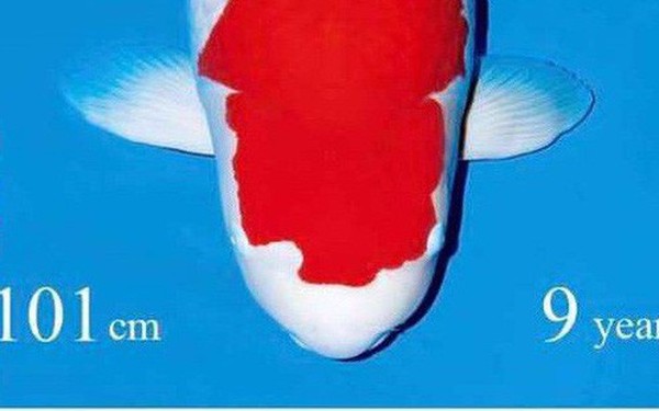 Đây là "nữ hoàng" cá Koi đắt nhất thế giới với giá gần 42 tỷ đồng