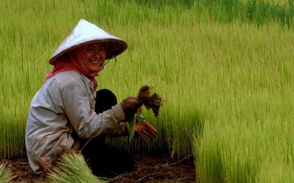 Điều gì khiến Campuchia từ quốc gia đói nghèo, sau 10 năm có gạo xuất khẩu tới 63 thị trường, thu nhập người nông dân tăng 100% chỉ nhờ trồng lúa?