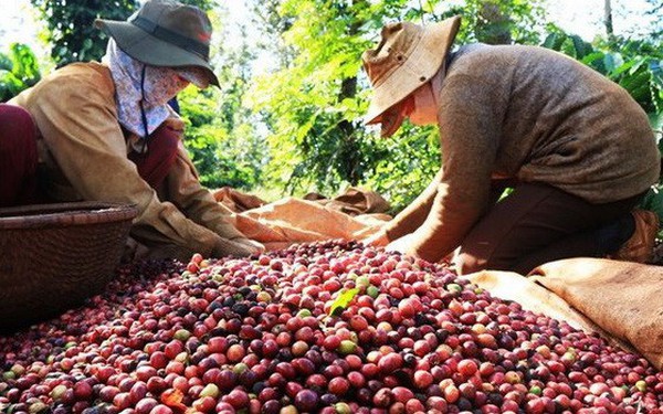 Financial Times: Người trồng cà phê Việt Nam và nỗi lo được mùa mất giá