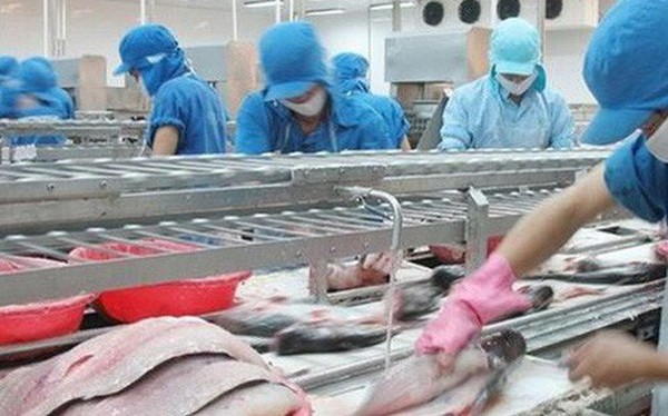 “Vượt mặt” Trung Quốc, Mỹ trở thành thị trường tiêu thụ cá tra hàng đầu của Việt Nam
