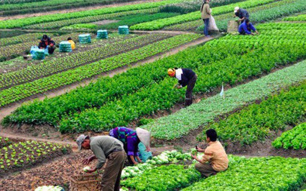 N&#244;ng nghiệp hữu cơ được Nh&#224; nước d&#224;nh nhiều hỗ trợ