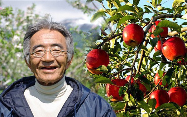 Quả táo thần kỳ của Kimura: Lão nông dân 20 năm trồng táo, người đời quay