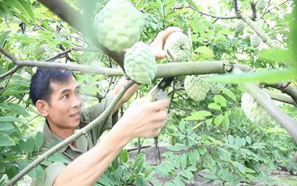 Quảng Ninh: Doanh thu hàng trăm tỷ đồng nhờ trồng na theo hướng VietGap