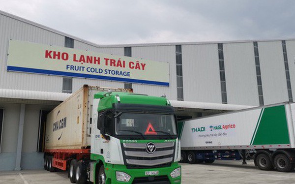 Thaco rót thêm chục nghìn tỷ đồng cho các dự án nông nghiệp, bao tiêu trái cây cho HAGL Agrico