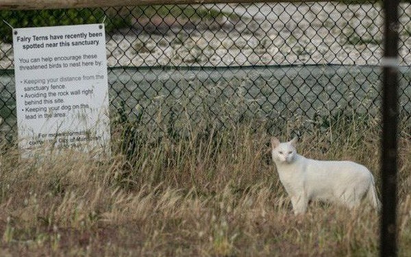 Chỉ một con mèo thiến đơn độc cũng có thể thảm sát toàn bộ hệ sinh
