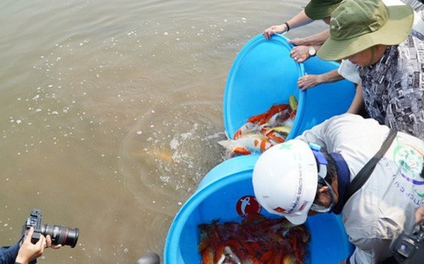 Chuyên gia Nhật thả cá Koi xuống sông Tô Lịch để chứng minh chất lượng nước sau khi xử lý