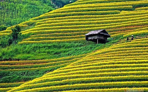 Cảnh sắc đẹp nhất thế giới mỗi năm 1 lần chỉ c&#243; ở Việt Nam