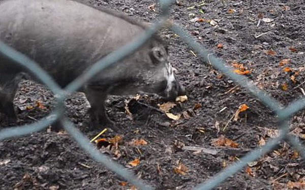 Lần đầu tiên trong lịch sử khoa học nhìn thấy cảnh lợn biết dùng gậy đào đất: Tiến hóa là có thật?