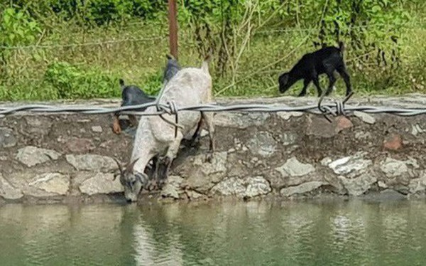 Trâu đằm suối, bò, dê uống nước kênh dẫn vào nhà máy nước sạch sông Đà