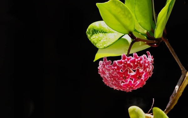 Mê Lan - Thương hiệu được khởi nghiệp từ lan dendro 