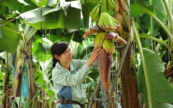 Asia Dragon tiên phong trong các giải pháp canh tác nông nghiệp hiện đại