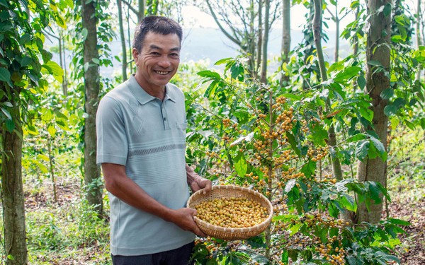 Vietnamese farmer realizes his dream of producing clean coffee like the way the Japanese grow Kimura apples